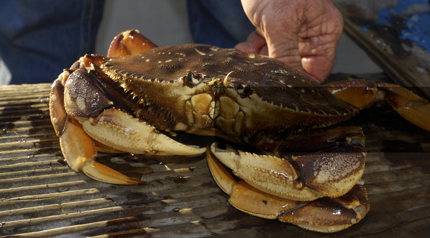 Live Dungeness crab