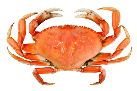 Pacific Dream Seafoods Whole Cooked Dungeness crab top