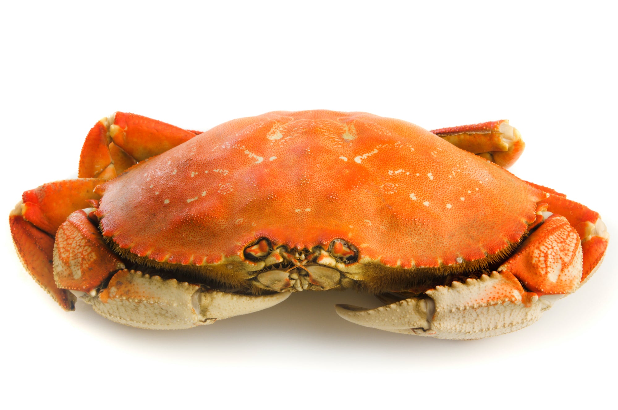 Pacific Dream Seafoods Whole Cooked Dungeness crab on white