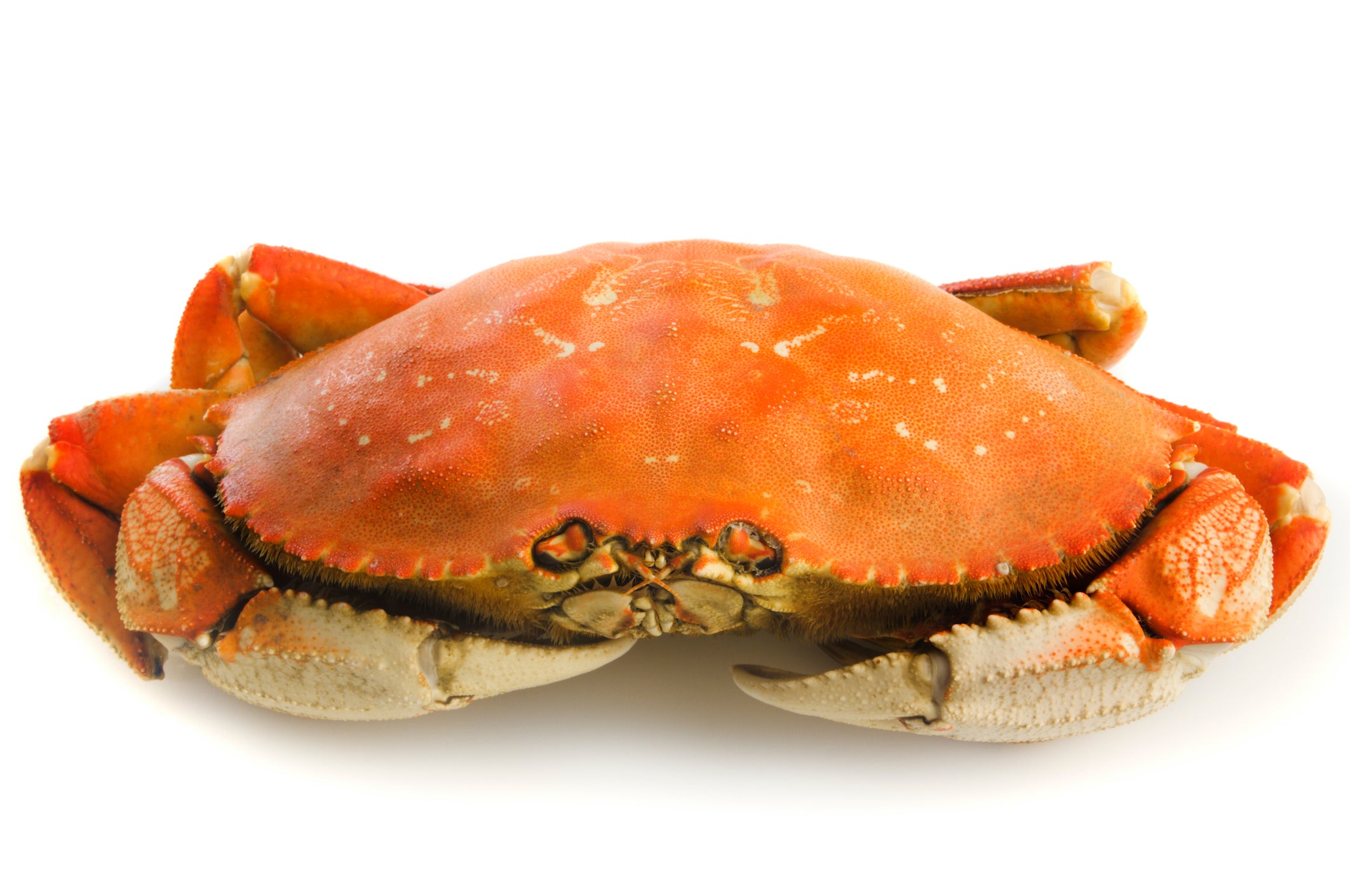 Pacific Dream Seafoods Whole Cooked Dungeness crab on white