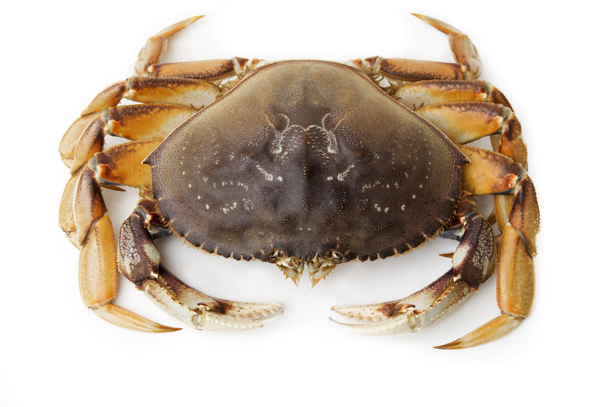 Pacific Dream Seafoods Live Dungeness crab top