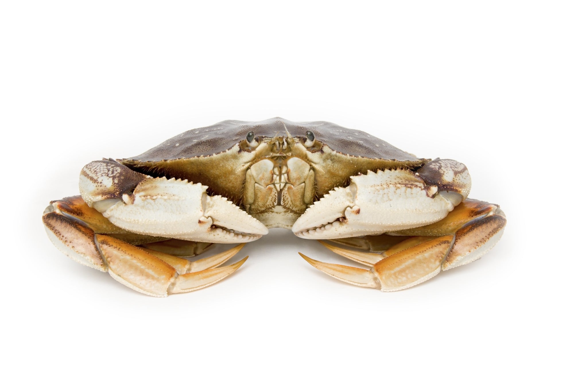 Pacific Dream Seafoods Live Dungeness crab front