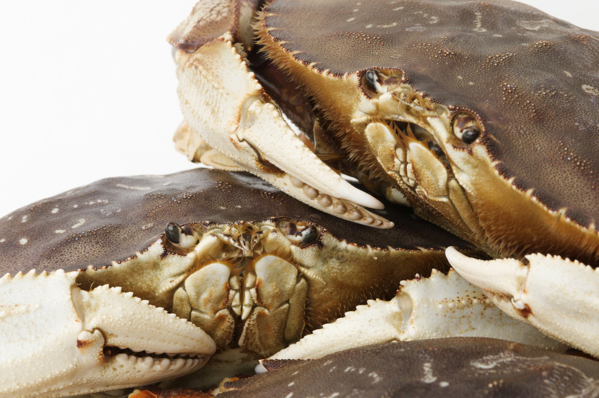 Pacific Dream Seafoods Live Dungeness Crab
