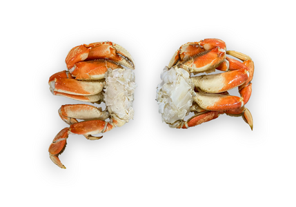 Pacific Dream Seafoods Dungeness crab sections on white